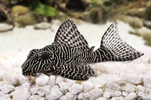 ilustrasi ikan sapu-sapu. Sumber foto pixabay.com