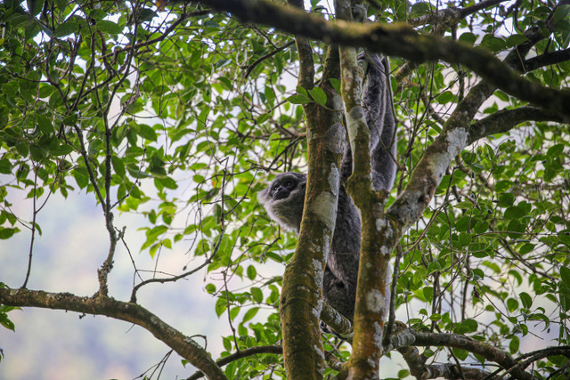 Owa Jawa yang berada di habitat aslinya di Kawasan Hutan Lindung Malabar, Gunung Puntang, Bandung, Jumat (31/8). Foto: Aditia Noviansyah/kumparan