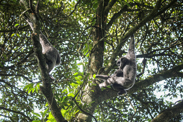 Owa Jawa yang berada di habitat aslinya di Kawasan Hutan Lindung Malabar, Gunung Puntang, Bandung, Jumat (31/8). Foto: Aditia Noviansyah/kumparan