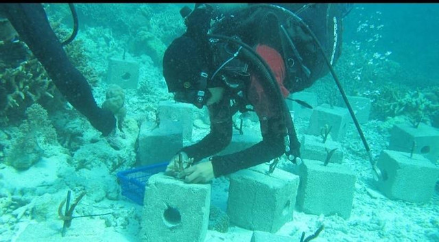 Transplantasi Terumbu Karang di Lokasi KKN Ahmad Dahlan Mengabdi Universitas Ahmad Dahlan (UAD) di Wakatobi (Dok. Istimewa)