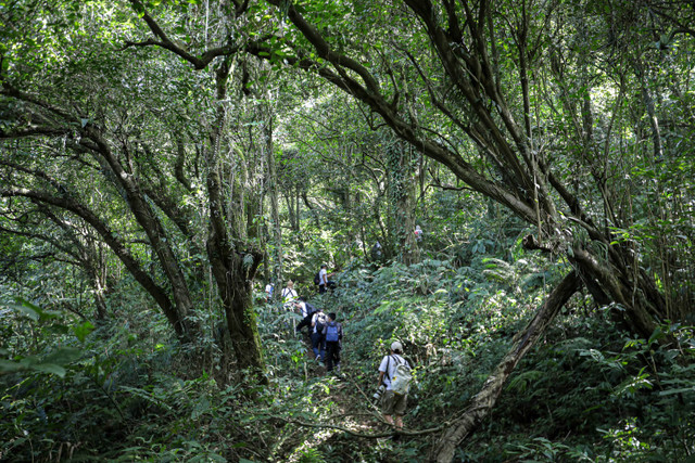 Pengunjung melintasi jalur alam gunung Puntang untuk melihat Owa pada Jumat (30/8). Foto: Aditia Noviansyah/kumparan