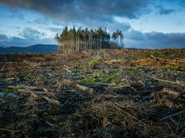 Ilustrasi kerusakan hutan. Foto: www.shutterstock.com/id/image-vector/collapsed-tree-icon-flat-style-isolated