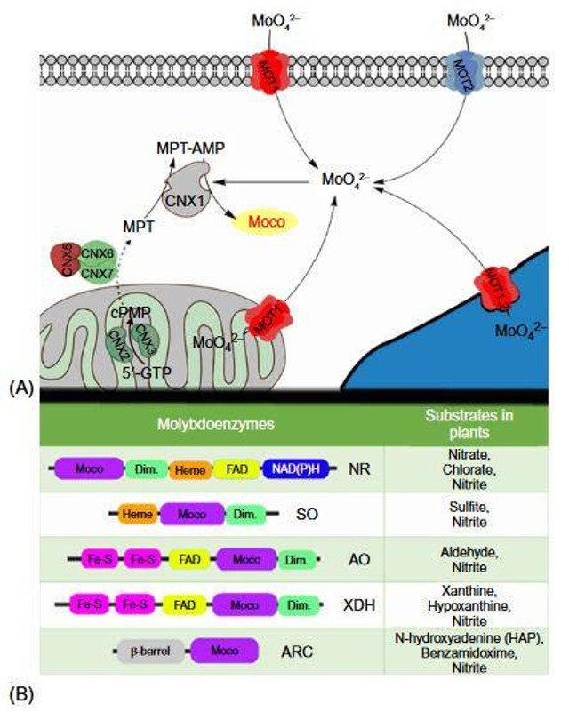 A). Jalur biosintesis kofaktor Mo pada tanaman; B) Domain protein dari enzim yang membutuhkan kofaktor Mo. Sumber: Manuel et.al. (2018)