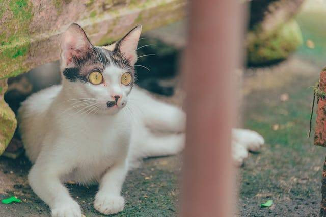 Sumber foto: https://www.pexels.com/id-id/foto/kucing-putih-dan-abu-abu-berbaring-di-tanah-berlumut-1441586/