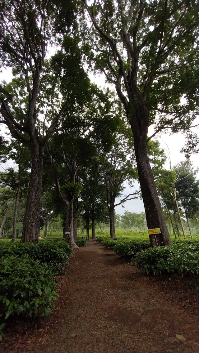 Kebun Teh Wonosari. Sumber: dokumentasi asli penulis