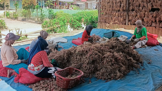 Orang yang sedang Maurek Bawang (Sumber : Dokumentasi Pribadi)