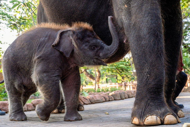 Anak gajah bernama Rocky Balboa berdiri disamping induknya bernama Lembang di Kebun Binatang Surabaya, Jawa Timur, Sabtu (31/8/2024). Foto: JUNI KRISWANTO / AFP