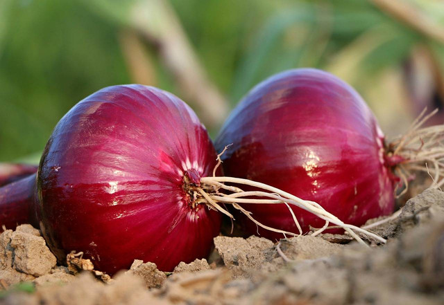 Penyakit tanaman bawang merah, Foto: Pixabay/Bawang Merah