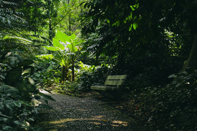 Harga Tiket Masuk Kebun Raya Cibodas. Foto hanya ilustrasi bukan tempat sebenarnya. Sumber foto: Unsplash/Hardingferrent