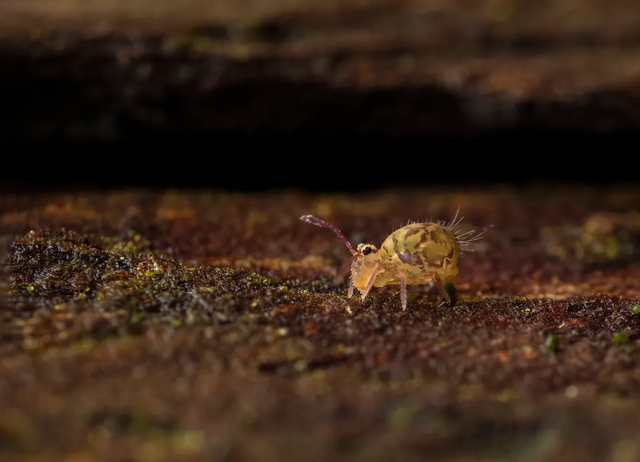 Springtail, serangga yang bisa salto. Foto: Shutterstock