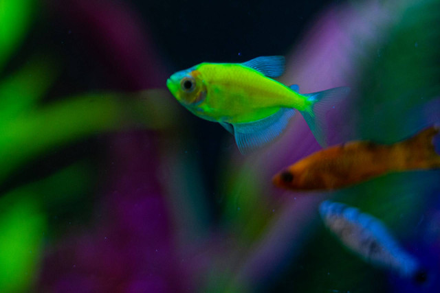 Ilustrasi Ikan Neon Tetra. Foto: Unsplash