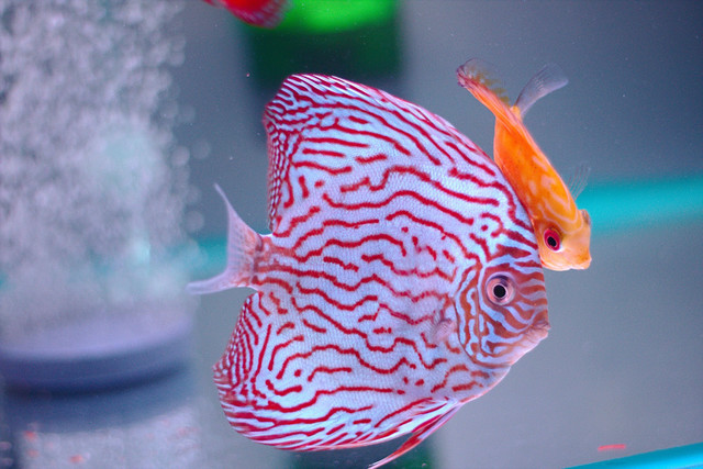 Ukuran Ikan Discus Siap Kawin. Foto: Pexels/Aqua Shack