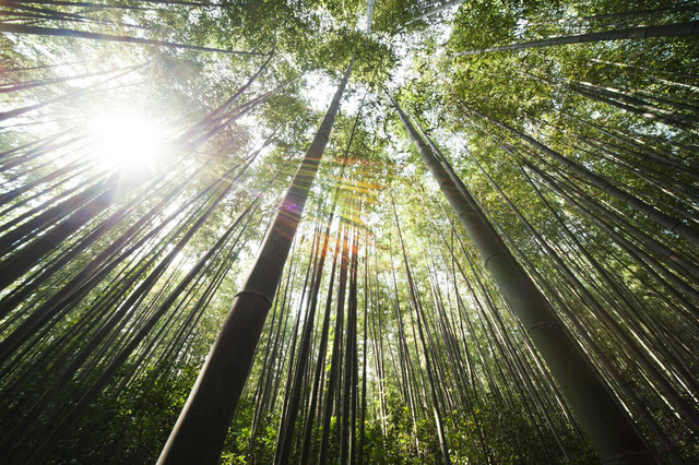 Hutan Bambu Keputih Surabaya (Foto hanya ilustrasi, bukan tempat sebenarnya) Sumber: pexels/ Pixabay