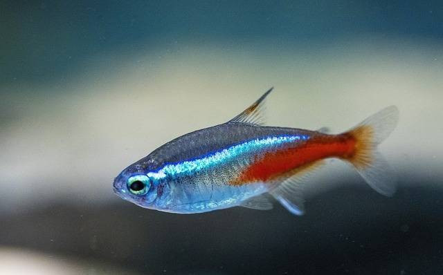 Ilustrasi ciri ikan hias neon tetra. Foto: Leroy Dickson/Pixabay