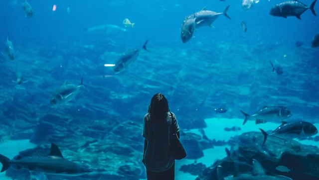 Jakarta Aquarium. Foto hanyalah ilustrasi bukan tempat sebenarnya. Sumber: Unsplash/Ian Schneider