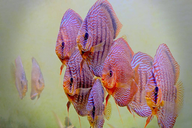 Ilustrasi Apakah Ikan Discus Perlu Heater? Pixabay/Nirolfix