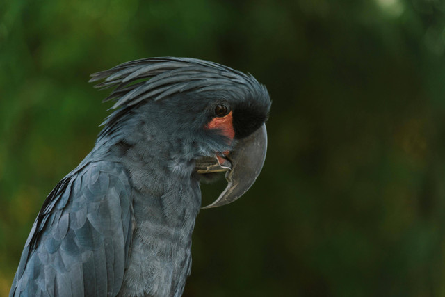 Ilustrasi apakah burung kakaktua raja terancam punah? Foto: Pexels/Mikhail Nilov