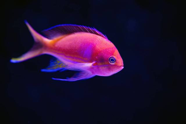 Ikan neon tetra. Foto: Unsplash