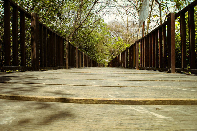 Mangrove Wonorejo Surabaya. Sumber foto: Unsplash Fahrizal Dido Rachmansyah