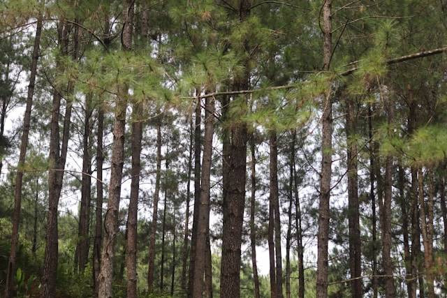 Rekomendasi Tempat Wisata di Ciamis. Foto Hanya Ilustrasi, bukan tempat sebenarnya. Sumber Foto: Unsplash.com/Mufid Majnun