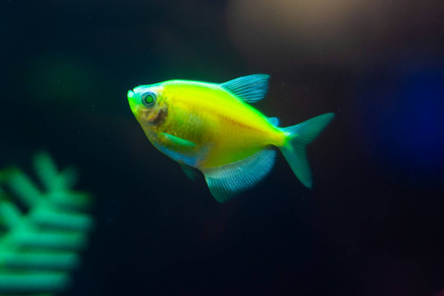 Ilustrasi Ikan Neon Tetra. Foto: Unsplash