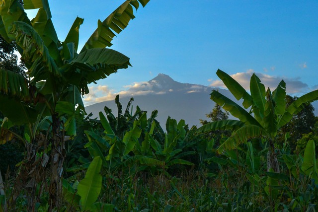 https://www.pexels.com/id-id/foto/pohon-pisang-di-bawah-langit-yang-cerah-2063892/ (blue ox studio)