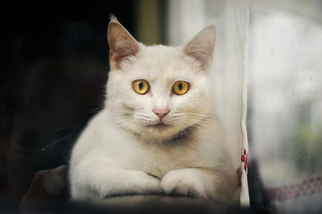 Ilustrasi Cara Memandikan Kucing Persia Anggora, Foto: Pexels/Duong Quach Tung