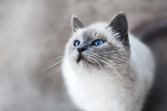 Ilustrasi Cara Perawatan Kucing Persia, Foto: Unsplash/Mikhail Vasilyev