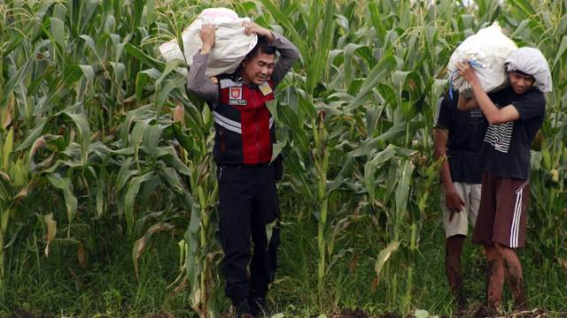 Seorang polisi ikut membantu mengangkat hasil panen petani di Minahasa.