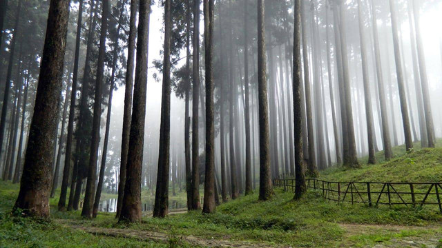 Tempat camping ramah anak di Bogor. Foto hanya ilustrasi, bukan yang sebenarnya. Sumber: Pexels/Soumen Maity