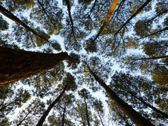 Hutan Pinus Trawas. Foto Hanya Ilustrasi, Bukan Tempat Sebenarnya. Sumber Unsplash Ivan H