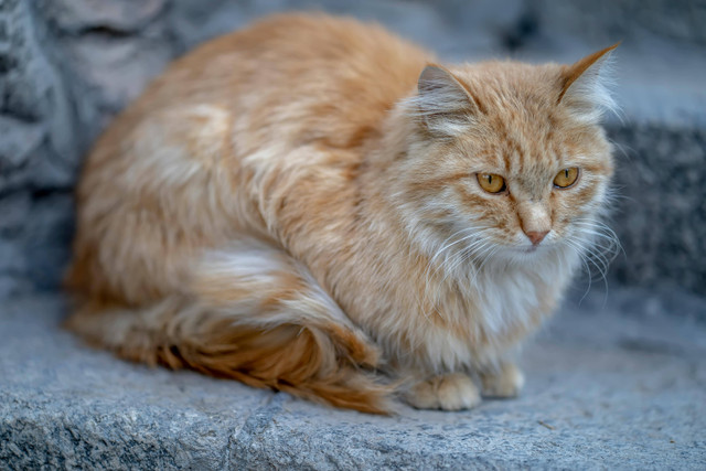 Ilustrasi Cara Kawinkan Kucing Persia, Foto: Pexels/Akbar Nemati