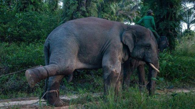 Ilustrasi Konfrlik gajah dan manusia (Sumber: Kumparan)