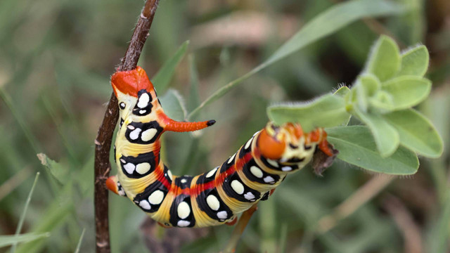 Apa Perbedaan Larva dan Nimfa, Sumber Unsplash Haci Elmas