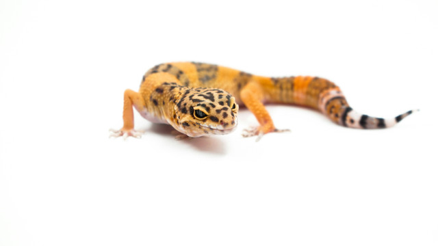 Ilustrasi Apakah gecko termasuk cicak. Unsplash.com/verdian-chua