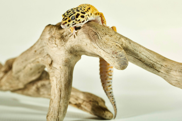 Ilustrasi Apakah gecko ganti kulit. Unsplash.com/Andrey-Tikhonovskiy