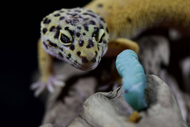 Ilustrasi Apakah gecko mempunyai gigi. Unsplash.com/Andrey-Tikhonovskiy