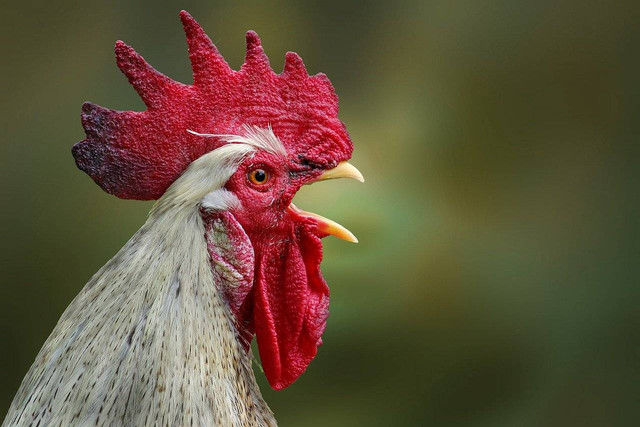 Ilustrasi manfaat dedak padi untuk ayam, Foto: Pixabay/Leuchtpunkt