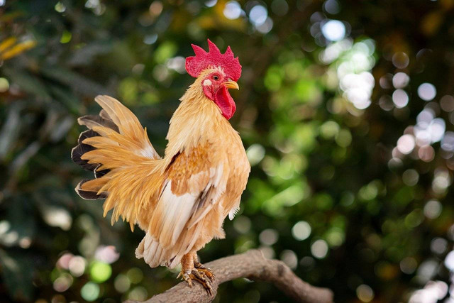 Ilustrasi manfaat dedak jagung untuk ayam, Foto: Pixabay/Danganhfoto