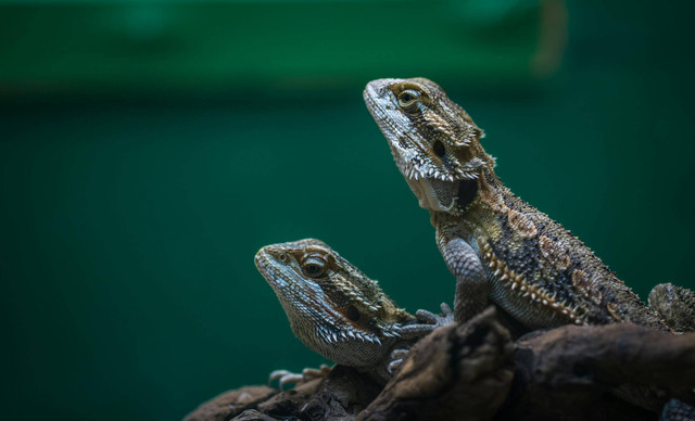 Apakah Gecko Boleh Makan Jangkrik Mati Ini Penjelasannya