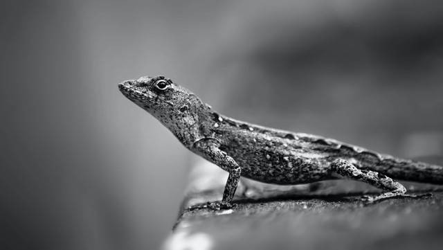 Ilustrasi apakah gecko makan semut? Ini penjelasannya. Foto: Pexels.com/Ray Bilcliff