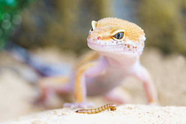 Ilustrasi apakah gecko makan ulat hongkong. Foto: Pexels.com/Pixabay