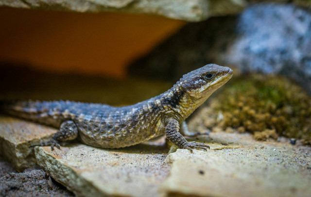 Ilustrasi apakah gecko dimandikan. Foto: Pexels.co/Egor Kamelev