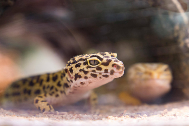 Ilustrasi cara buat gecko gemuk. Foto: Pexels.com/Jimmy Chan