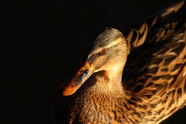 Ilustrasi cara menghilangkan bau pada kandang bebek. Foto: Pexels.com/Boys in Bristol Photography