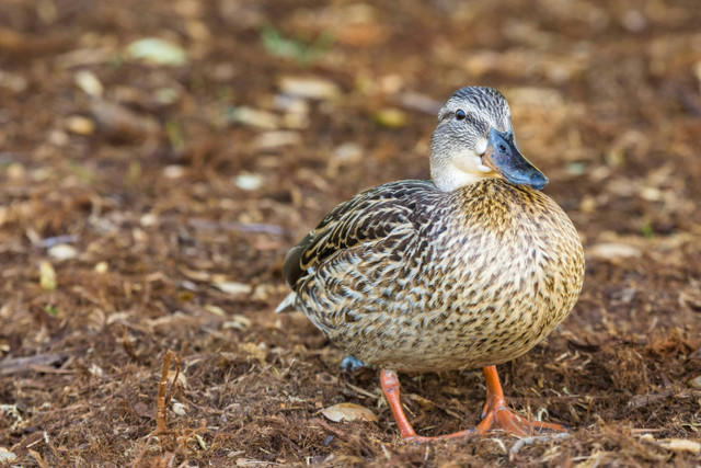 Ilustrasi cara agar kandang bebek tetap kering. Foto: Pexels.com/Robert So