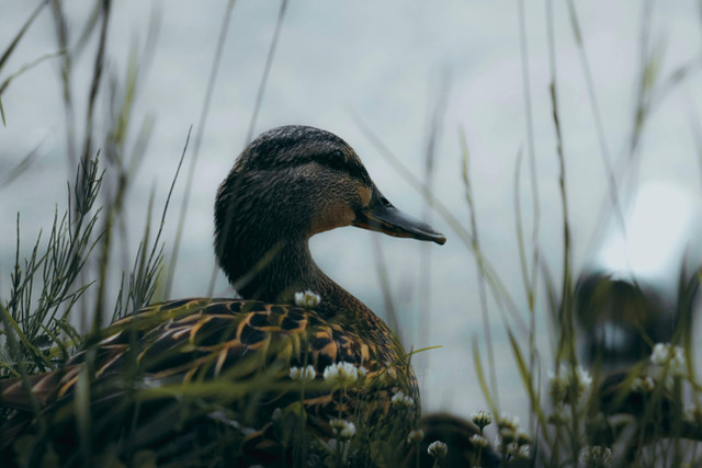 Ilustrasi cara mengusir lalat di kandang bebek. Foto: Pexels.com/VIACHESLAV KAN