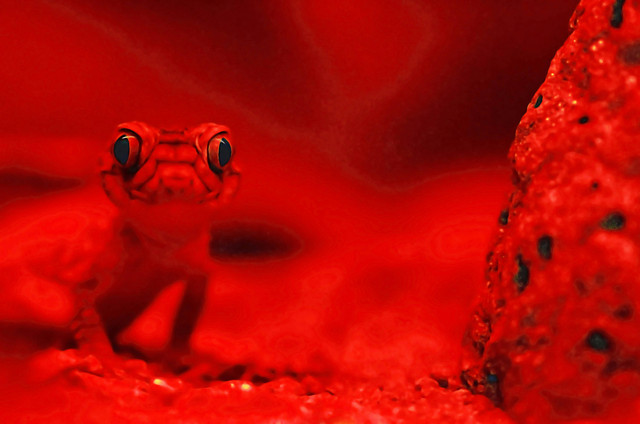 Ilustrasi cara mengetahui umur gecko, foto: Unsplash/David Clode