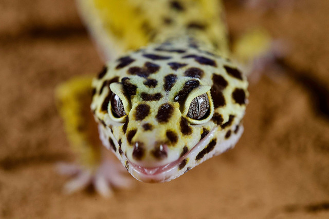 Ilustrasi cara membuat pakan gecko, foto: Unsplash/Andrey Tikhonovskiy