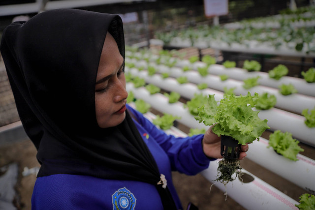 Tiga petani memeriksa kondisi tanaman di Greenhouse Dusun 2 Desa Mendis, Kabupaten Musi Banyuasin, Sumatera Selatan, Sabtu (7/9/2024).  Foto: Jamal Ramadhan/kumparan